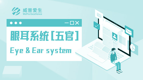 眼耳系统（五官） Eye & Ear system