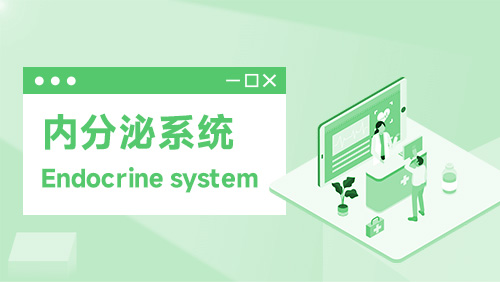内分泌系统 Endocrine system